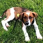 Dog, Dog breed, Carnivore, Companion dog, Fawn, Grass, Plant, Snout, Hound, Terrestrial Animal, Scent Hound, Beagle-harrier, Beaglier, Hunting Dog, Canidae