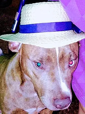 Name Pitt Bull Terrier Dog Zena