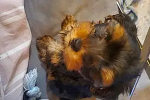 Name Yorkshire Terrier Dog Nugget