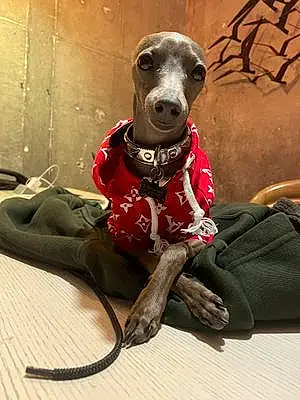 Greyhound Dog Gigi