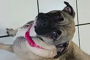 Basenji Dog Chloé