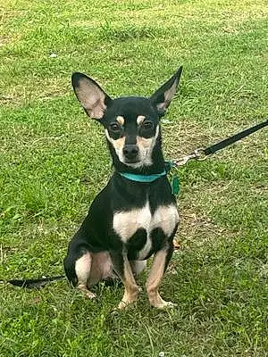 Name Chihuahua Dog Rico