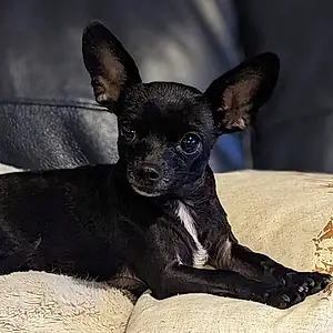 Name Chihuahua Dog Piper