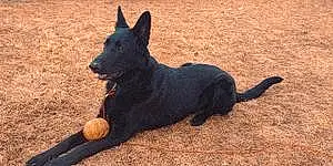Firstname German Shepherd Dog Archie