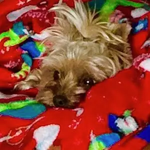 Name Yorkshire Terrier Dog Sally
