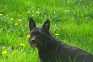 Scottish Terrier Dog Delylah