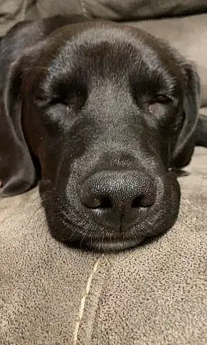 Name Labrador Retriever Dog Oso