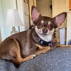 Name Chihuahua Dog Kiki