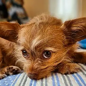 Name Chihuahua Dog Abby
