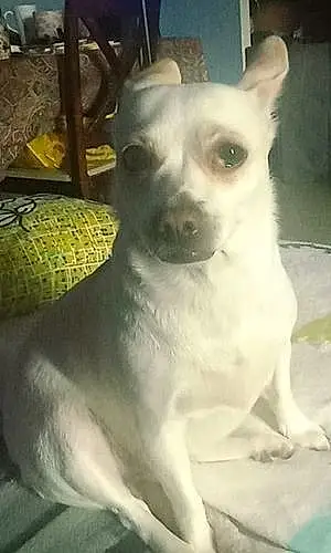 Name Chihuahua Dog Lacey