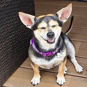 Name Chihuahua Dog Ellie