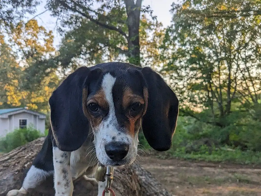 Plant, Dog, Tree, Carnivore, Fawn, Companion dog, Dog breed, Scent Hound, Hound, Snout, Wood, Grass, Working Animal, Collar, Giant Dog Breed, Canidae, Working Dog, Gun Dog, Beagle-harrier