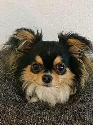 Name Chihuahua Dog Rocky