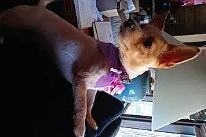 Name Chihuahua Dog Ginger
