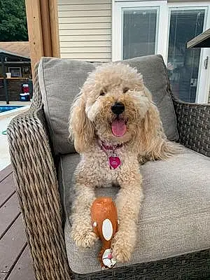 Name Goldendoodle Dog Reese
