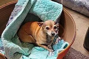 Name Chihuahua Dog Stella