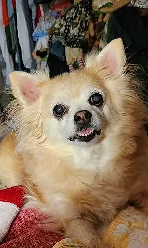 Name Chihuahua Dog Brandi