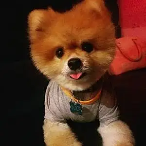 Name Pomeranian Dog Yogi