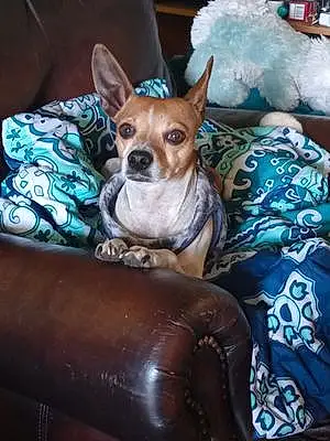 Name Chihuahua Dog Tonka