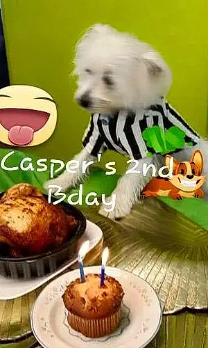 Name Maltese Dog Casper