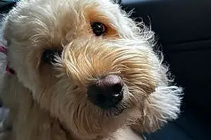 Name Goldendoodle Dog Roxy