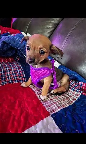 Name Chihuahua Dog Charlie