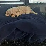 Dog, Comfort, Carnivore, Sleeve, Dog breed, Companion dog, Linens, Pillow, Dog Supply, Toy Dog, Bedding, Terrier, Furry friends, Duvet, Small Terrier, Bed, Computer Keyboard, Nap, Bed Sheet