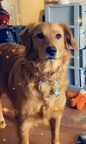 Name Golden Retriever Dog Daisy