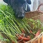 Dog, Plant, Food, Grass, Ingredient, Working Animal, Natural Foods, Storage Basket, Wood, Dog breed, Carnivore, Leaf Vegetable, Vegetable, Basket, Produce, Grassland, Root Vegetable, Event, Whole Food