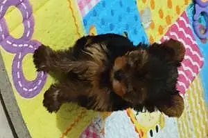 Name Yorkshire Terrier Dog Lily