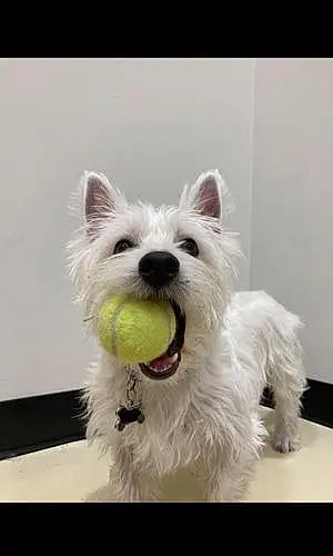 Name West Highland White Terrier Dog Henry