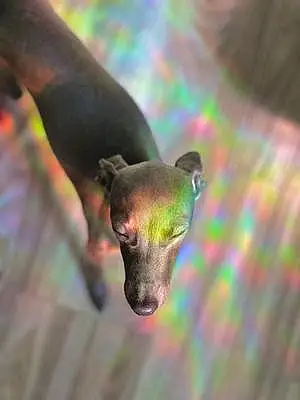 Greyhound Dog Villanelle