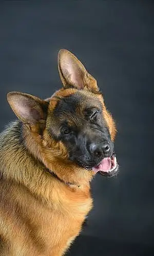 Name German Shepherd Dog Ryker