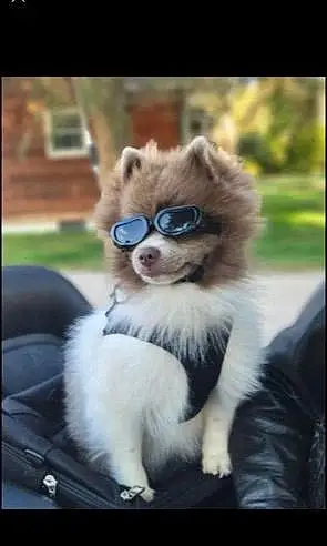 Name Pomeranian Dog Harley