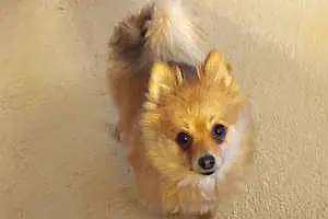 Name Pomeranian Dog Molly