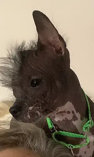 Chinese Crested Dog Grimm