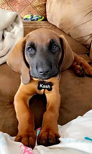 Name Bavarian Mountain Hound Dog Kash
