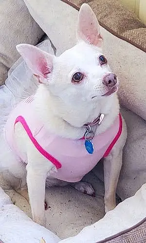 Name Chihuahua Dog Ozzie