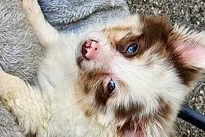 Name Pomeranian Dog Gizmo