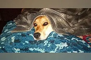 Name Beagle Dog Lily
