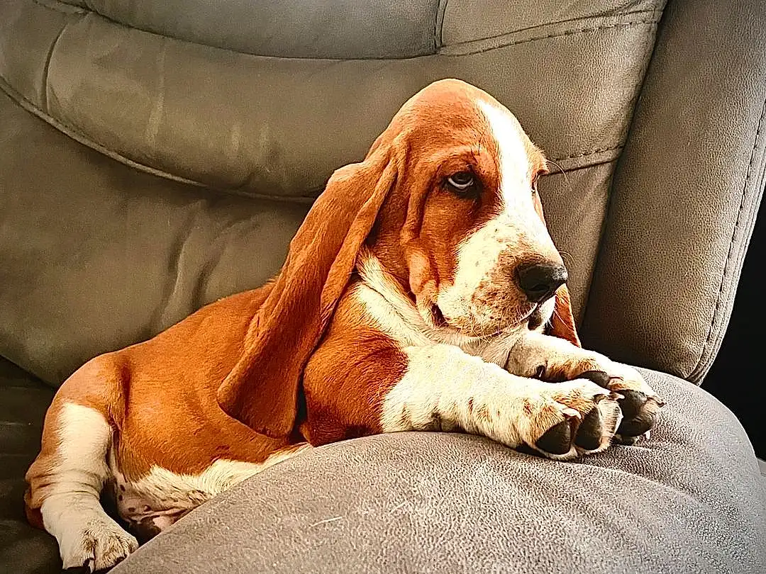 Dog, Scent Hound, Carnivore, Dog breed, Liver, Comfort, Fawn, Companion dog, Working Animal, Hound, Snout, Bored, Canidae, Basset Hound, Terrestrial Animal, Finnish Hound, Tennis Ball, Ball, Whiskers