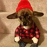 Head, Dog, Eyes, Dog Supply, Dog breed, Dog Clothes, Carnivore, Hat, Working Animal, Costume Hat, Ear, Companion dog, Fawn, Liver, Toy, Pet Supply, Snout, Plaid, Tartan