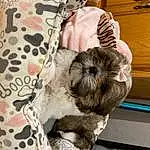 Dog, Comfort, Carnivore, Companion dog, Fawn, Dog breed, Felidae, Toy Dog, Working Animal, Furry friends, Terrier, Liver, Small Terrier, Camera, Shih Tzu, Canidae, Pattern, Nap, Linens