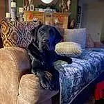 Dog, Furniture, Couch, Comfort, Interior Design, Picture Frame, Grey, Living Room, Carnivore, Fawn, Wood, Companion dog, Dog breed, Hardwood, Chair, Working Animal, Studio Couch, Room, Linens