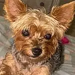 Dog, Dog breed, Carnivore, Liver, Companion dog, Fawn, Snout, Toy Dog, Working Animal, Furry friends, Dog Supply, Canidae, Yorkipoo, Terrestrial Animal, Biewer Terrier, Terrier, Small Terrier, Puppy, Yorkshire Terrier