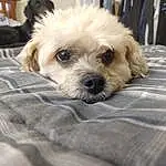 Dog, Dog breed, Carnivore, Companion dog, Toy Dog, Working Animal, Snout, Small Terrier, Terrier, Canidae, Furry friends, Shih-poo, Puppy love, Maltepoo, Mal-shi, Poodle Crossbreed, Puppy, Non-sporting Group, Luggage And Bags