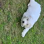Dog, Carnivore, Plant, Dog breed, Grass, Companion dog, Toy Dog, Groundcover, Terrier, Working Animal, Canidae, Small Terrier, Maltepoo, Labradoodle, Tail, Non-sporting Group, Cockapoo, Puppy, Poodle Crossbreed