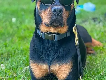 Dog, Carnivore, Plant, Dog breed, Grass, Companion dog, Fawn, Collar, Rottweiler, Working Animal, Snout, Dog Collar, Pet Supply, Canidae, Toy Dog, Guard Dog, Dog Supply, Working Dog, Grassland