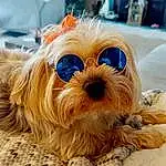Dog, Carnivore, Dog breed, Working Animal, Companion dog, Fawn, Toy Dog, Snout, Terrestrial Animal, Sunglasses, Canidae, Terrier, Furry friends, Small Terrier, Shih Tzu, Dog Collar, Liver, Maltepoo