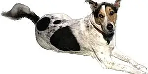 Name Mixed breed Dog Dodger